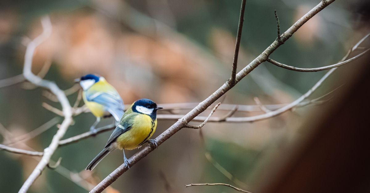 Odkryj birdwatching: czym jest i jak zacząć swoją przygodę z ptakami