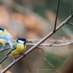 Odkryj birdwatching: czym jest i jak zacząć swoją przygodę z ptakami